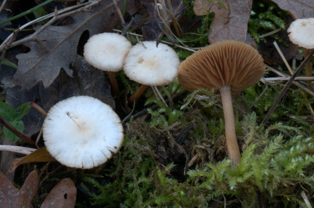 Tubaria hiemalis var. hiemalis